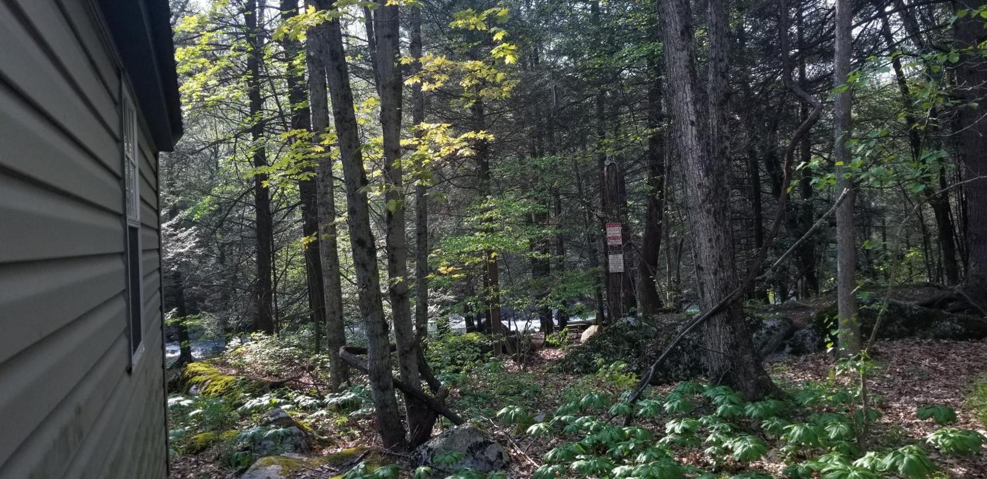 Abrams Creek Campground Mount Storm Exteriör bild